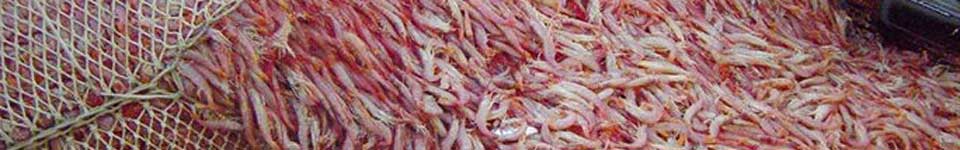 A photograph of a fishing net filled with argentine red shrimp.